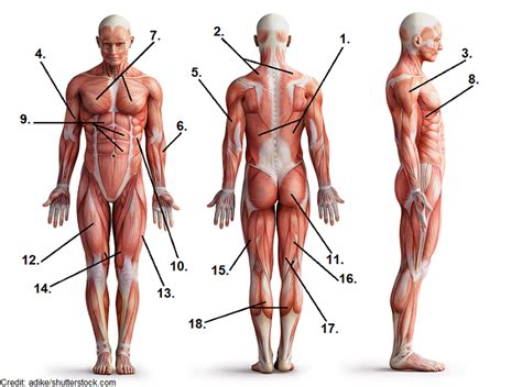 Muscle Anatomy Quiz