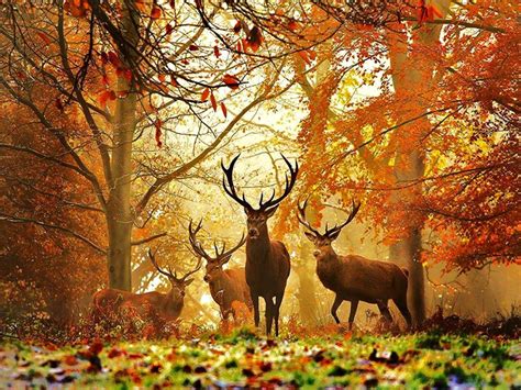 Deer Hunting Backgrounds - Wallpaper Cave