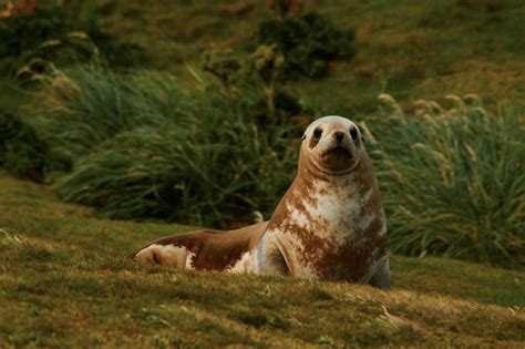 Why is the New Zealand Sea Lion Endangered?