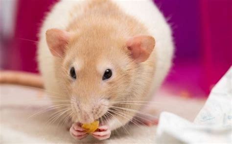 Homemade Rat Food & Treats: Best Recipes to Spoil Your Rodents | Animallama