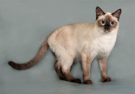 Thai Cat Blue Eyes Standing Blue Stock Photos - Free & Royalty-Free Stock Photos from Dreamstime