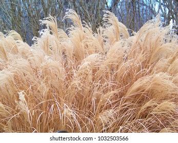 16,379 Ornamental Grass Winter Images, Stock Photos & Vectors | Shutterstock