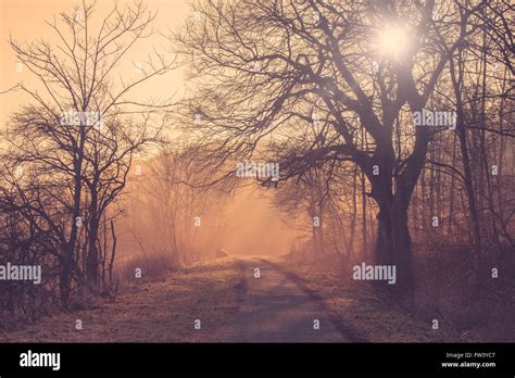 Path in a misty forest at sunrise Stock Photo - Alamy