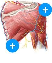 Precordium: Anatomy and location | Kenhub