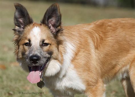 224 Great Border Collie Names