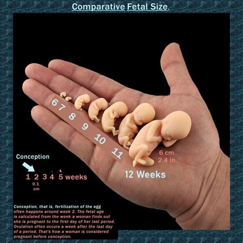 Week by week actual fetal size models. First trimester to week 12. | Pregnancy facts, Pregnancy ...