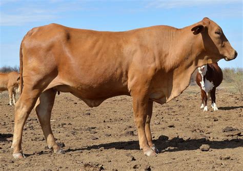 Nutritional management of breeders - FutureBeef