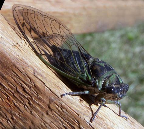 Illinois is 'kind of the place to be with periodical cicadas,' researchers say as 17-year brood ...