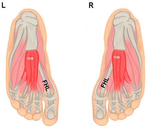 Extensor Digitorum Brevis Muscle