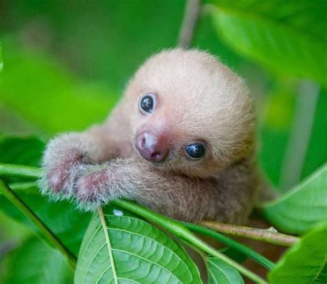 Cute Baby Sloth Photos, Videos, and Facts - Animal Hype