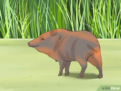 How to Care for a Javelina (with Pictures) - wikiHow Pet