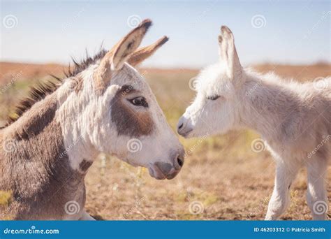 Mom Newborn Donkey Stock Photos - Free & Royalty-Free Stock Photos from Dreamstime