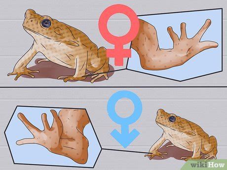 5 Ways to Dissect a Frog - wikiHow