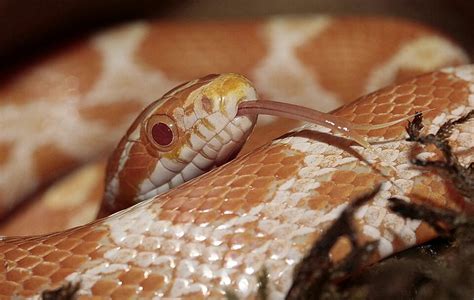 Corn Snake Care Sheet: A Simple (But Complete) Guide for Beginners