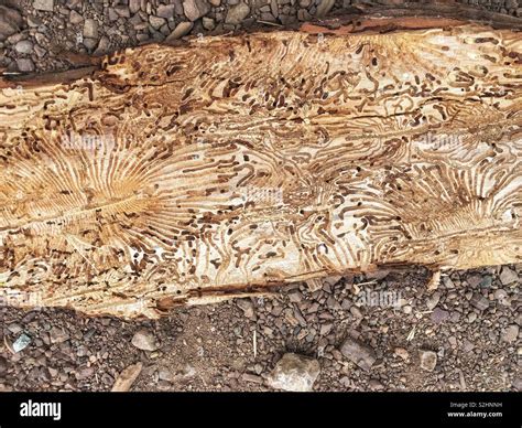 Bark beetle damage hi-res stock photography and images - Alamy