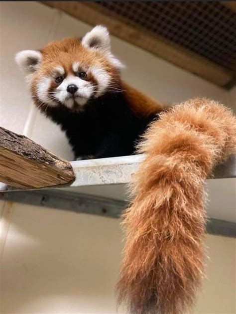 does anyone know where i can pet a red panda in america : redpandas