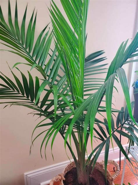 Indoor Palm Tree Care: How to Trim a Palm Tree Plant