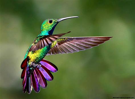 Colorful Hummingbirds | Wallpapers Gallery