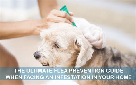 The Ultimate Flea Prevention Guide When Facing An Infestation in Your ...