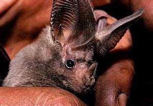 California leaf-nosed bat Facts for Kids