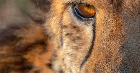 Close Up Shot of a Cheetah · Free Stock Photo