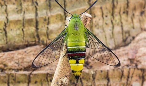 Indeed, Australia has a seriously good selection of weird moths ...