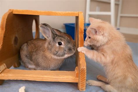 Rescue Kitten Becomes Friends With a Group of Bunnies and Learns To Walk