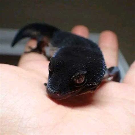 Explore the Stunning Black Night Leopard Gecko: An Exceptional Eublepharis Macularius Color ...