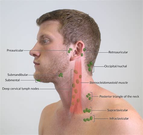 How To Drain Lymph Nodes Behind Ear - Best Drain Photos Primagem.Org