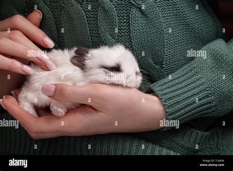 Baby bunny rabbit sleeping in woman's hands Stock Photo - Alamy