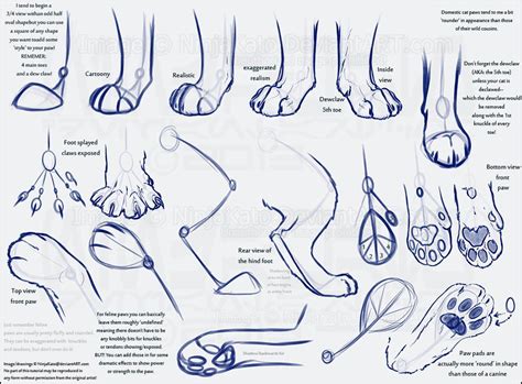 Cat Anatomy For Drawing at GetDrawings | Free download