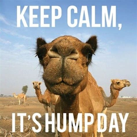 Happy Hump Day Meme - Images, Humor and Funny Pics