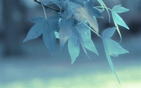 Blue Leaf Wallpapers - Top Free Blue Leaf Backgrounds - WallpaperAccess