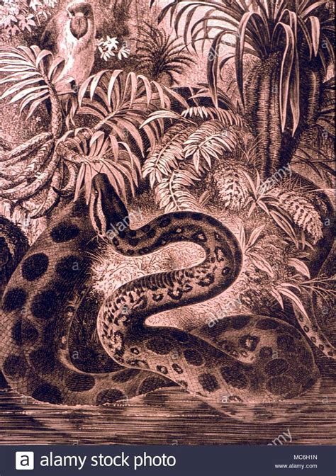 MONSTERS - GIANT ANACONDA Giant anaconda in the swamp water of the Amazon. From the 1896 edition ...