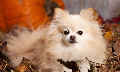 Popular Pomeranian Haircuts - Splash and Dash for Dogs