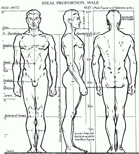 Proportions of the Human Figure : How to Draw the Human Figure in the Correct Proportions – How ...