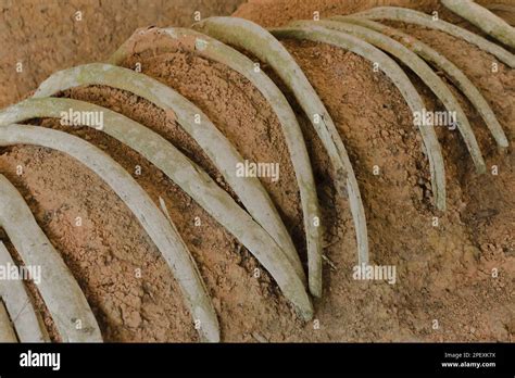 Ancient elephant fossils Millions of years old That were unearthed on the ground Stock Photo - Alamy