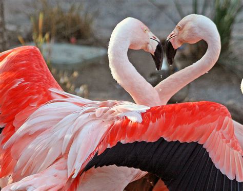 Flamingo | The Biggest Animals Kingdom