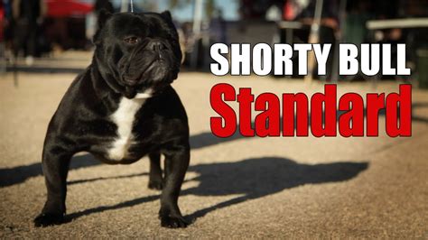 SHORTY BULL - BREED STANDARD - YouTube