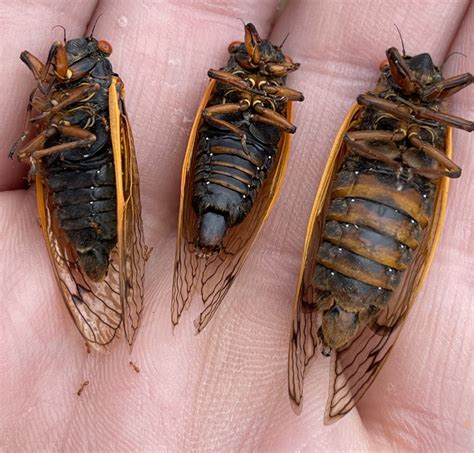 Where will 17 & 13 Year Periodical Cicada Broods emerge next (2025)? | Cicada Mania