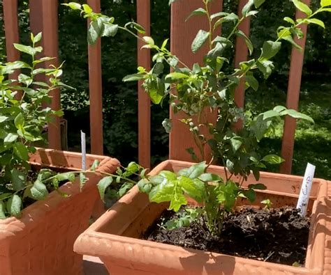 Protecting a Blueberry Plant in a Pot Over Winter - Farm to Jar Food