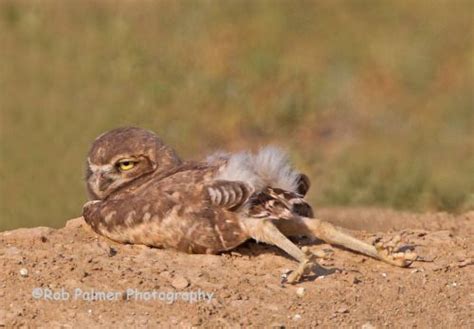 Burrowing Owl | Funny birds, Owl, Baby owls