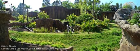 Gorillas Land | Los Angeles Zoo & Botanical Gardens