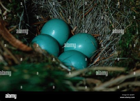 Hedge sparrow nest hi-res stock photography and images - Alamy