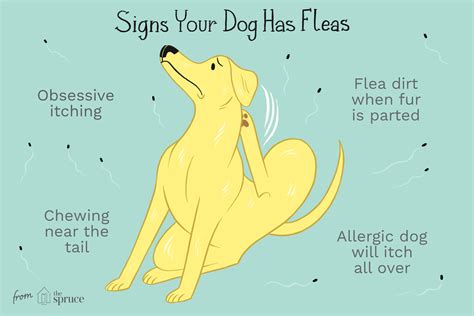 Fleas in Dogs