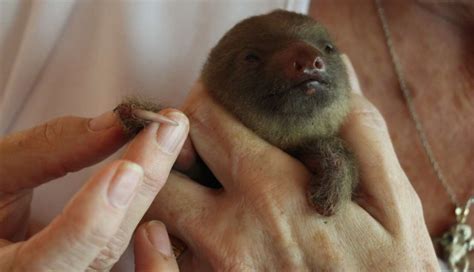 Baby Tree Sloth Bounces Back After Rescue - The Dodo