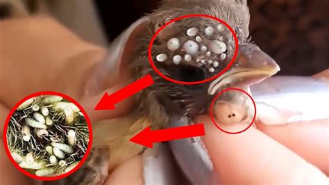 Birds Rescue! Baby Birds Botfly Larva Removal - Mangoworms Cuterebra ...