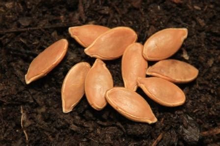 atlantic giant pumpkin seeds - Leaf, Root & Fruit Gardening Services