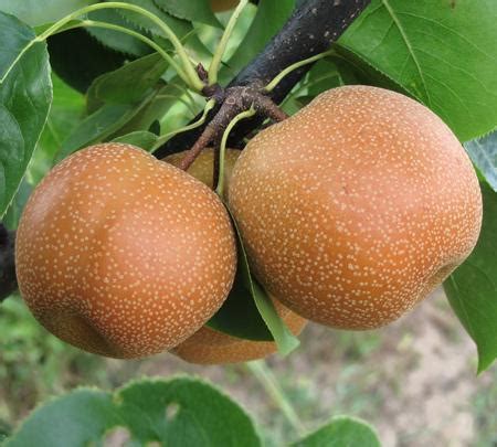 Yoinashi Asian Pear Trees for Sale – FastGrowingTrees.com