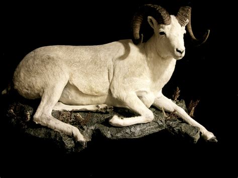 Dahl Sheep Lifesize Taxidermy Mount | AfricaHunting.com